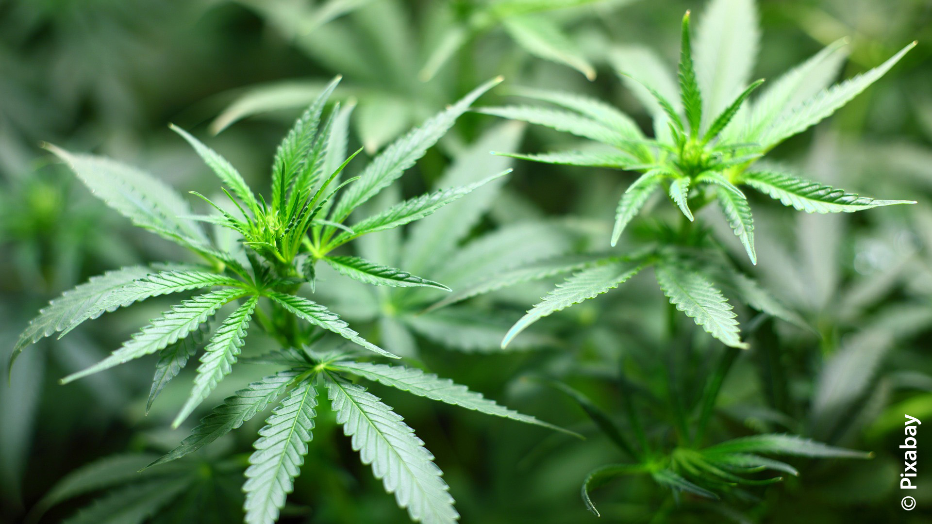 23kw45_Cannabispflanze_Pixabay