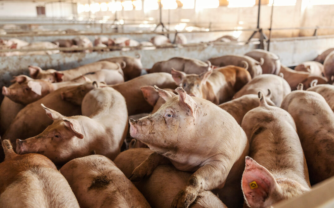 22kw23 Schweinezucht